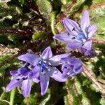 Scilla verna Flower