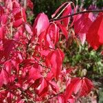 Euonymus alatus Leaf