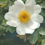 Rosa bracteata Blomma