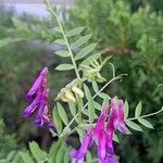 Vicia eriocarpa Blodyn