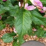 Chelone lyonii Leaf
