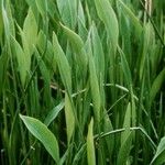 Sagittaria lancifolia Blad