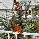 Pyracantha coccineaᱡᱚ