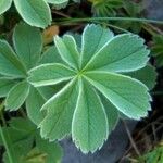 Potentilla nivalis Leaf