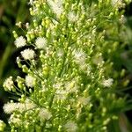 Conyza canadensis Цвят