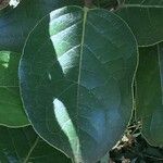 Monimia rotundifolia Leaf