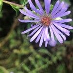 Symphyotrichum puniceum Flors