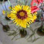 Gaillardia pinnatifida Floare