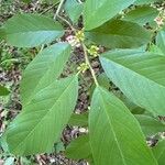 Frangula californica Blad