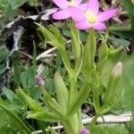 Centaurium pulchellum Flower