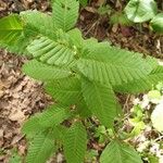 Nothofagus alpinaᱥᱟᱠᱟᱢ