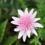 Crepis rubra Flor