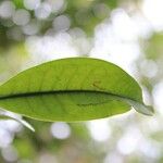 Erythroxylum laurifolium Leaf