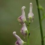 Aconitum pterocaule Flor