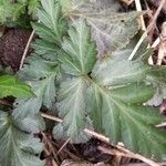 Phacelia bipinnatifida Folha