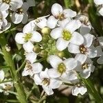 Lobularia maritimaΛουλούδι