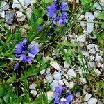 Polygala alpestris Blüte