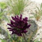 Allium rotundum Virág