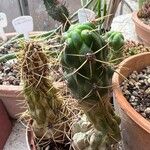 Matucana ritteri Leaf