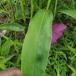 Siphonochilus aethiopicus Φύλλο