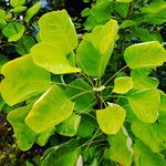 Cotinus coggygria पत्ता