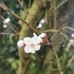 Prunus cerasifera Цветок