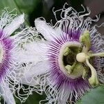 Passiflora edulis Floare