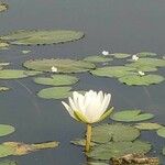 Nymphaea lotus Květ