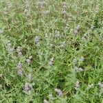 Salvia leucophylla List