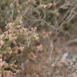 Erica galioides Flor