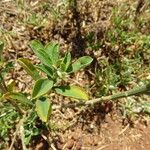 Crotalaria retusa Лист