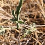 Cucumis ficifolius Levél