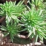 Petrosedum forsterianum Hoja