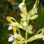 Teucrium flavum പുറംതൊലി