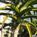 Aloidendron barberae 葉