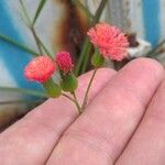 Emilia fosbergii फूल