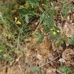 Coronilla scorpioides Λουλούδι