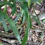 Phyllanthus epiphyllanthus Other