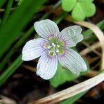 Oxalis montana Flower