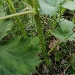 Rubus canescens その他の提案
