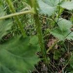 Rubus canescens Altul/Alta