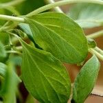 Origanum majorana पत्ता