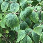 Philadelphus pubescens Blatt