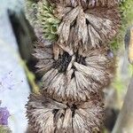 Agastache rugosa Mbuma