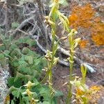 Habenaria tridactylites Flor