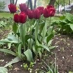 Tulipa raddii Hábito