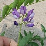 Lathyrus japonicus फूल