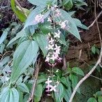 Oxyspora paniculata Blüte