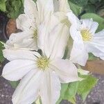 Clematis × jackmanii Flower