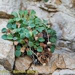 Bellium crassifolium Hábito